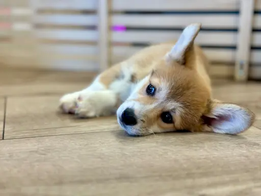 Szczeniak Welsh Corgi Pembroke ZKWP/FCI po championie 4