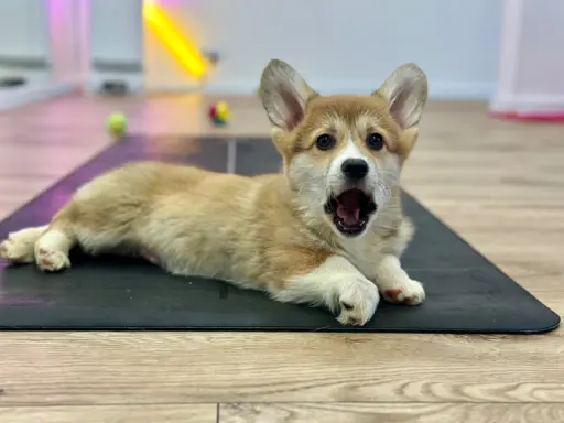 Szczeniak Welsh Corgi Pembroke ZKWP/FCI po championie 3