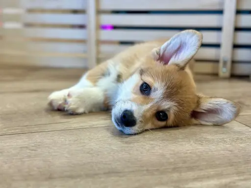 Szczeniak Welsh Corgi Pembroke ZKWP/FCI po championie 2