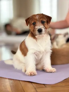 szczenięta Jack Russell terrier szorstkowłose ZKWP/FCI 1