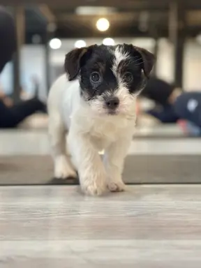 szczenięta Jack Russell terrier szorstkowłose ZKWP/FCI 2