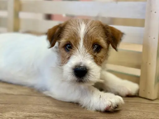 szczenięta Jack Russell terrier szorstkowłose ZKWP/FCI 3
