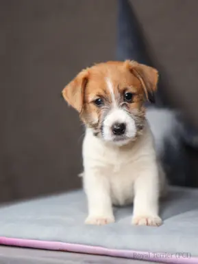 szczenięta Jack Russell terrier szorstkowłose ZKWP/FCI 4