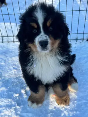 Berneński Pies Pasterski 1