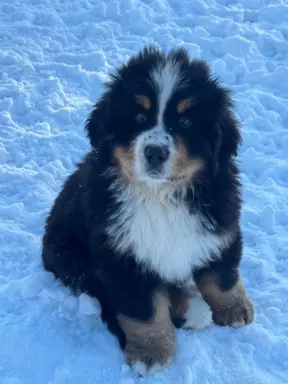 Berneński Pies Pasterski 2