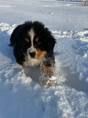 Berneński Pies Pasterski 3