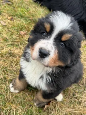 Berneński Pies Pasterski 4