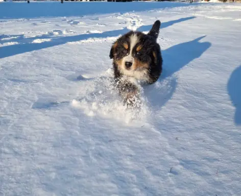 Berneński Pies Pasterski 5