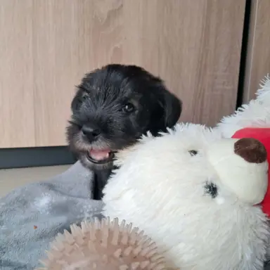 szczenięta sznaucer średni 2