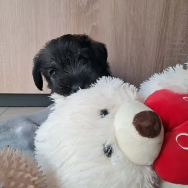 szczenięta sznaucer średni 3