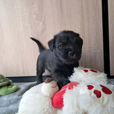 szczenięta sznaucer średni 4