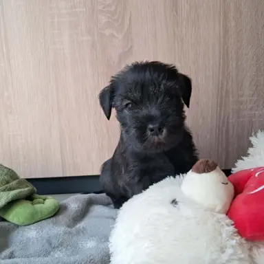 szczenięta sznaucer średni 5