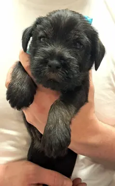 szczenięta sznaucer średni 7