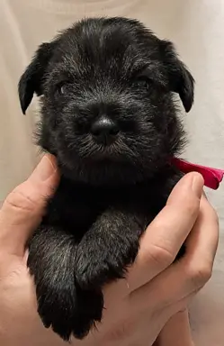 szczenięta sznaucer średni 8