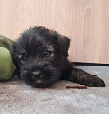 szczenięta sznaucer średni 9