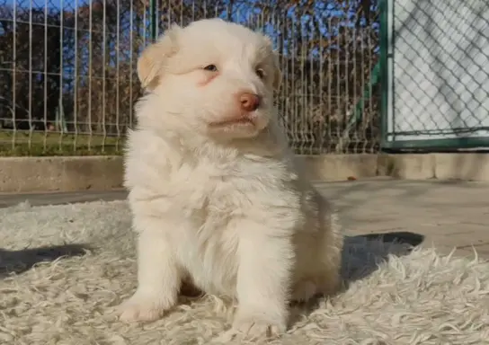 Piękny Biszkopt Border Collie - Rasowy piez z pełną dok. 3