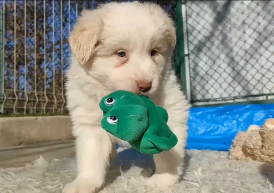 Piękny Biszkopt Border Collie - Rasowy piez z pełną dok. 4