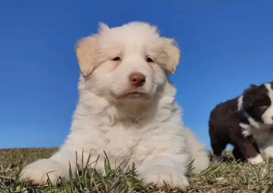 Piękny Biszkopt Border Collie - Rasowy piez z pełną dok. 2