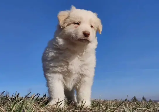 Piękny Biszkopt Border Collie - Rasowy piez z pełną dok. 1