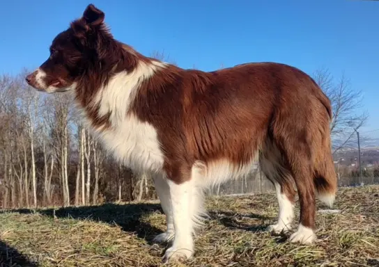 Rasowy Pies Border Collie - TONY z pełną dok. z hodowli do r 5