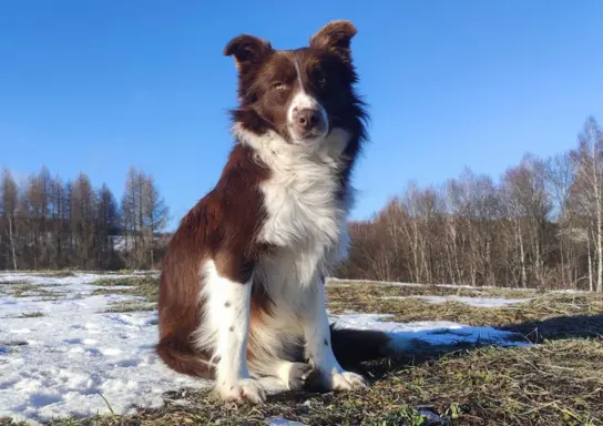 Rasowy Pies Border Collie - TONY z pełną dok. z hodowli do r 6