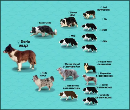 Rasowy Pies Border Collie - TONY z pełną dok. z hodowli do r 8