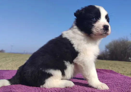 Rasowy Pies Border Collie - TONY z pełną dok. z hodowli do r 3