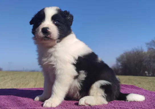 Rasowy Pies Border Collie - TONY z pełną dok. z hodowli do r 1