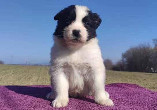 Rasowy Pies Border Collie - TONY z pełną dok. z hodowli do r 4