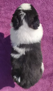 Rasowy Pies Border Collie - TONY z pełną dok. z hodowli do r 2