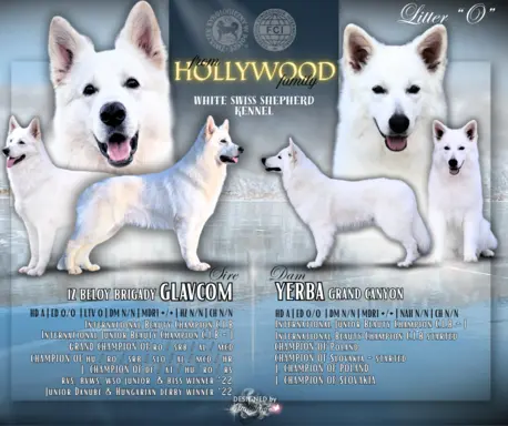 Biały Owczarek Szwajcarski–linie Premium, pochodzenie FCI 3