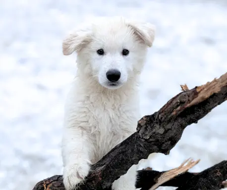 Biały Owczarek Szwajcarski–linie Premium, pochodzenie FCI 4