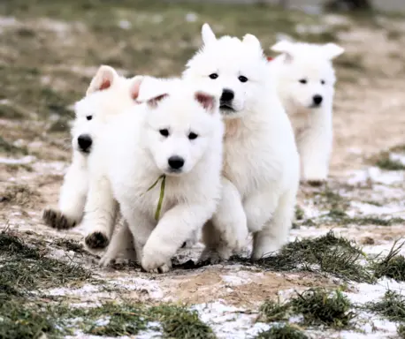 Biały Owczarek Szwajcarski–linie Premium, pochodzenie FCI 5