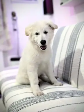 Biały Owczarek Szwajcarski–linie Premium, pochodzenie FCI 6