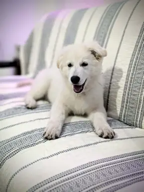 Biały Owczarek Szwajcarski–linie Premium, pochodzenie FCI 8