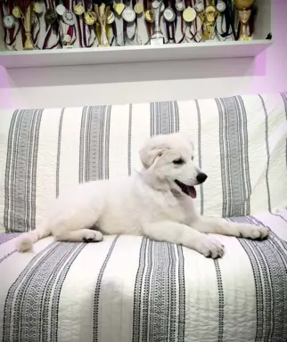 Biały Owczarek Szwajcarski–linie Premium, pochodzenie FCI 9