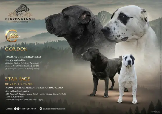 Owczarek środkowoazjatycki – szczenięta 1