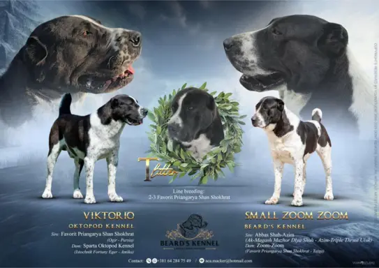 Owczarek środkowoazjatycki – szczenięta 2