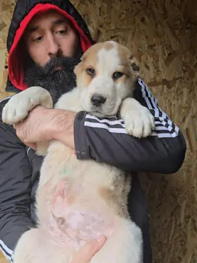 Owczarek środkowoazjatycki – szczenięta 3