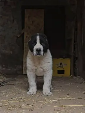 Owczarek środkowoazjatycki – szczenięta 4