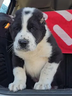 Owczarek środkowoazjatycki – szczenięta 5