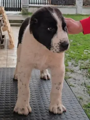 Owczarek środkowoazjatycki – szczenięta 6