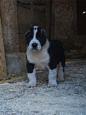 Owczarek środkowoazjatycki – szczenięta 7