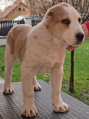 Owczarek środkowoazjatycki – szczenięta 8