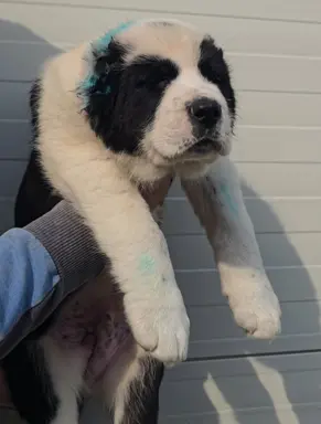 Owczarek środkowoazjatycki – szczenięta 9