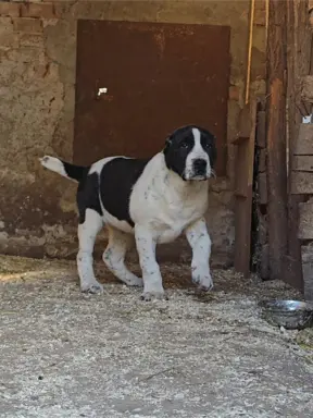 Owczarek środkowoazjatycki – szczenięta 10