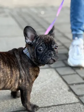 Szczenię Buldog Francuski samiec 7