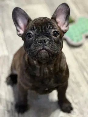 Szczenię Buldog Francuski samiec 8