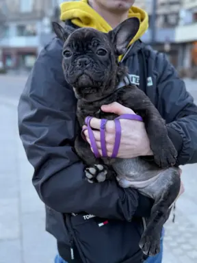 Szczenię Buldog Francuski samiec 6