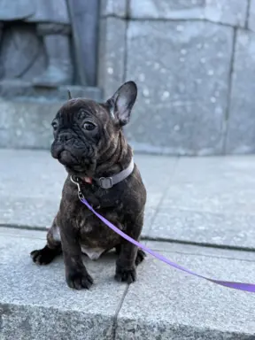 Szczenię Buldog Francuski samiec 2